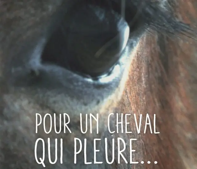 Entretien avec Solène Askareva – Pour un cheval qui pleure