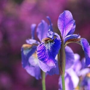 irises-g62c30cfa9_1280