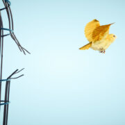 J'ai perdu des plumes mais pas mes ailes