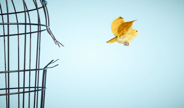 J'ai perdu des plumes mais pas mes ailes